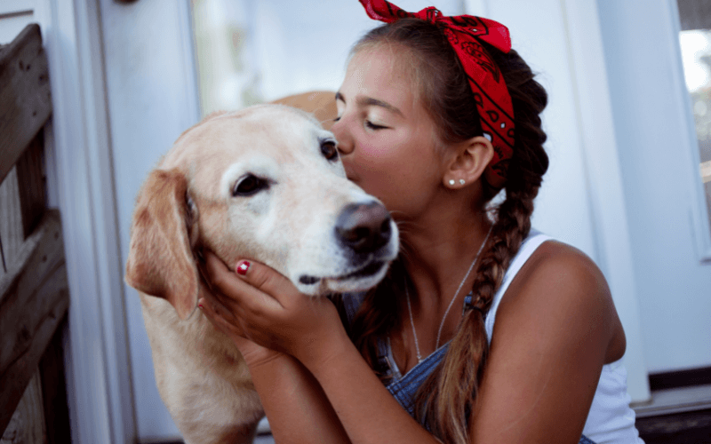 Hartz Pets / Crowdly Case Study Header Image